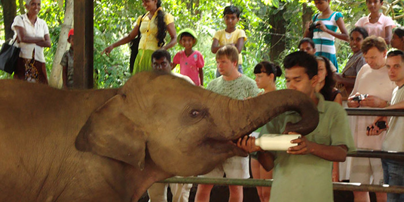 The Pinnawala Elephant Orphanage